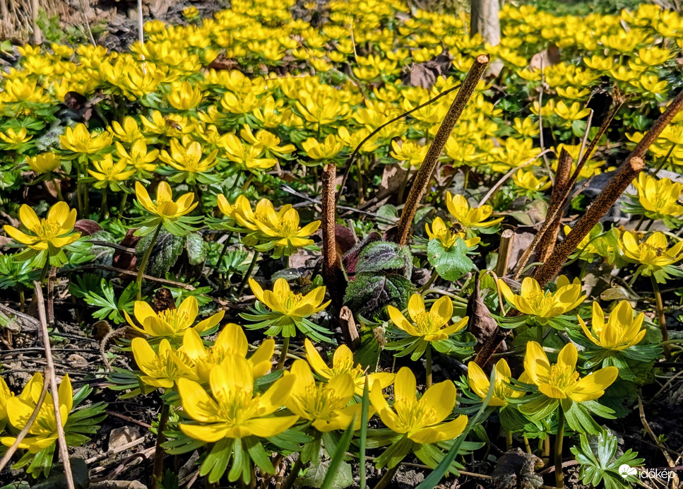 Polgárdi, teljes pompában a Téltemető 