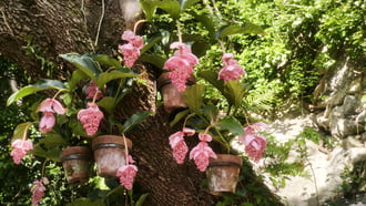 Óriás medinilla