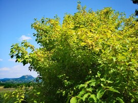 Tapolca