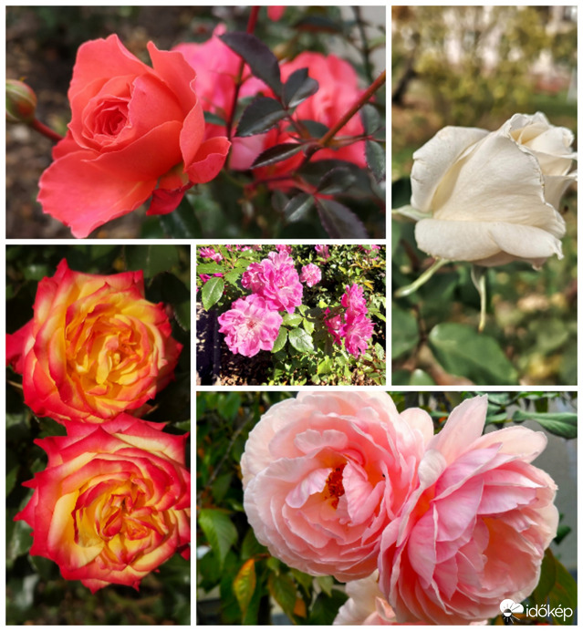 Rózsák kollázsa