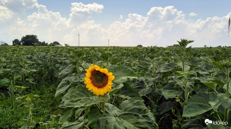 Egy, csak egy legény van