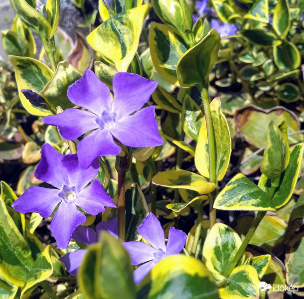 Tarka levelű meténg