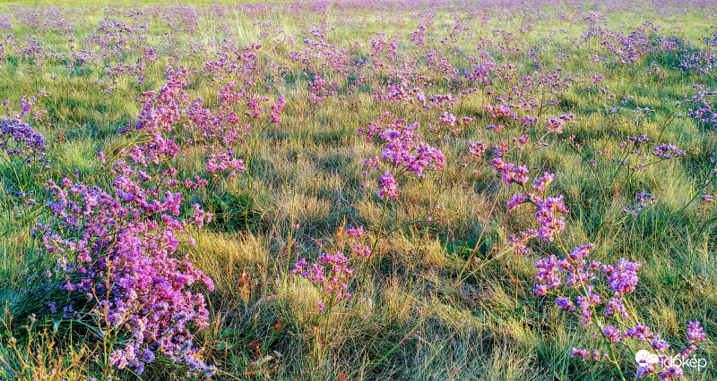 Magyar sóvirág