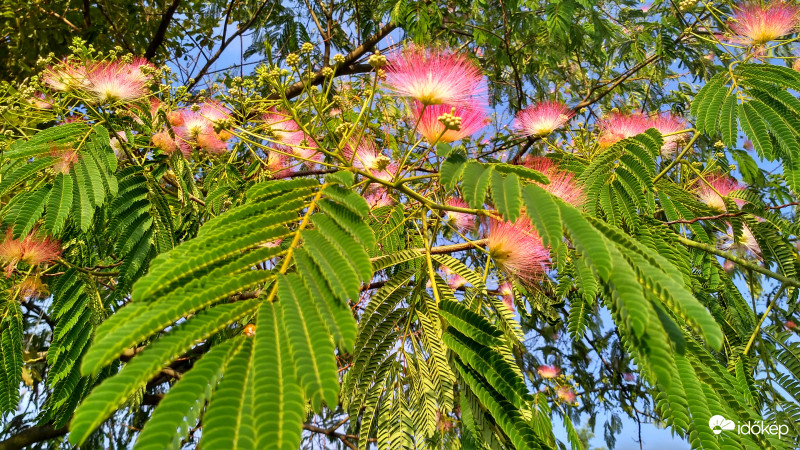 Bóbita, Bóbita táncol