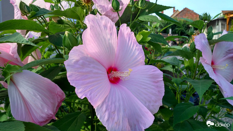 Óriás hibiszkusz