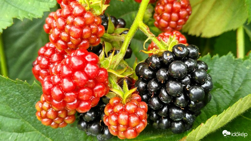 Tüske nélküli szeder