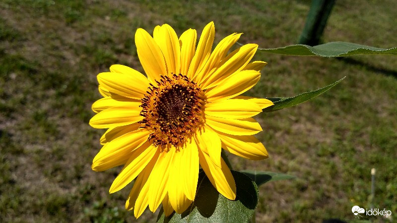 Ma reggelre nyílt ki