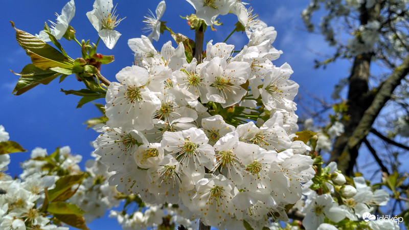 Most nyílik a badacsonyi óriás cseresznye