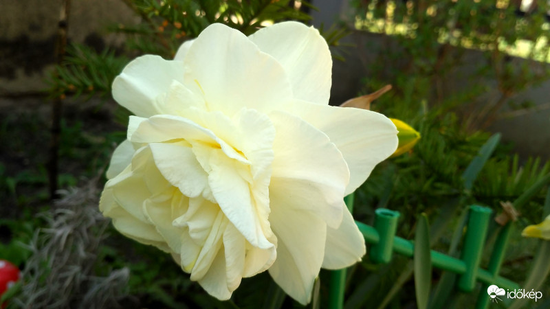 Ó ha rózsa volnék...