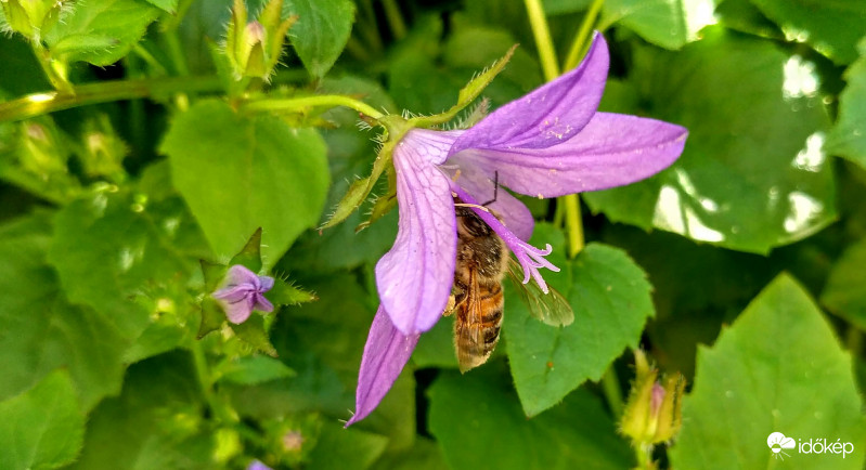 Balkáni harangvirág