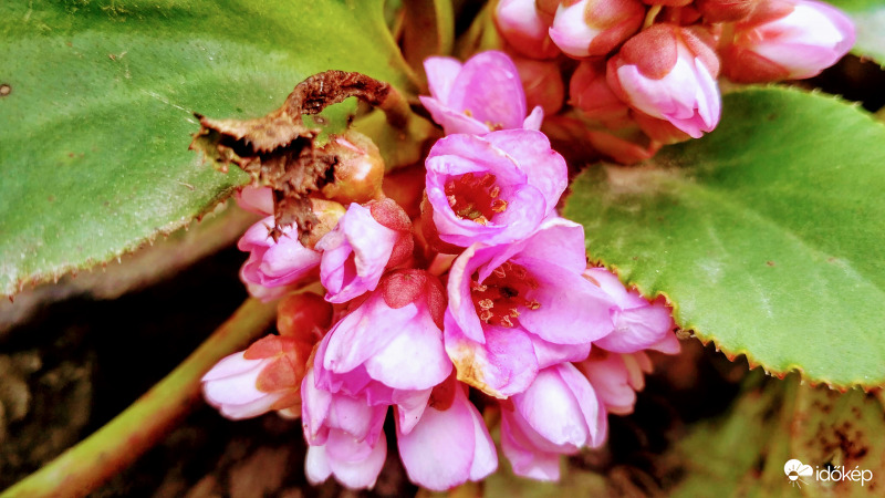 Vaskoslevelű bőrlevél