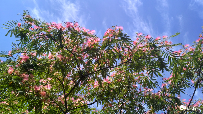 Kinyílt és illatos