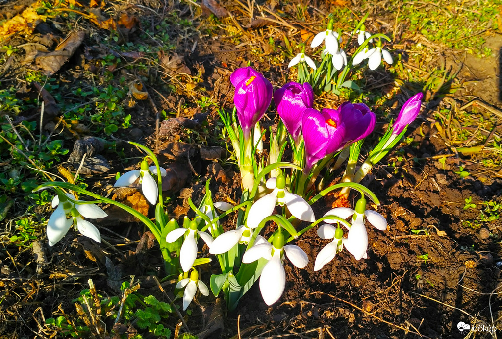 Délutáni napsütésben