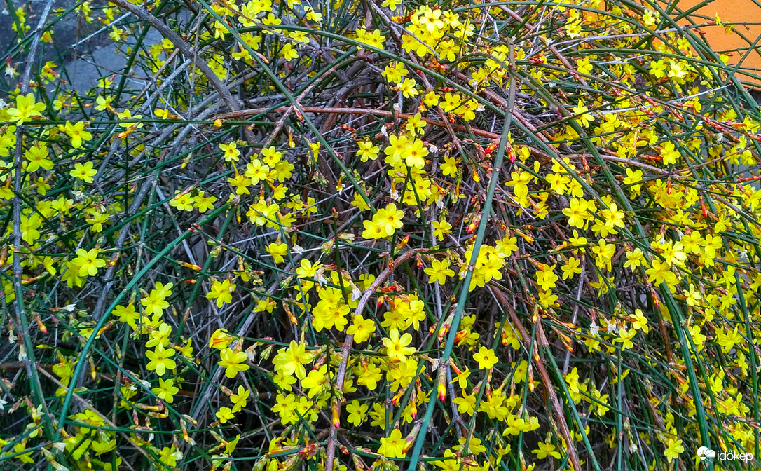 Virágba borult a téli jázmin