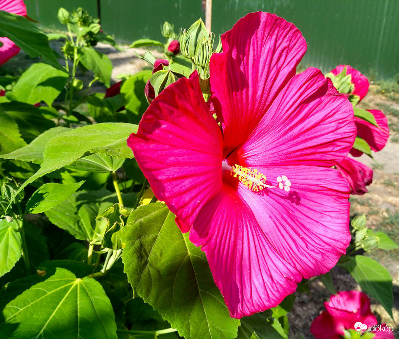 Mocsári hibiszkusz