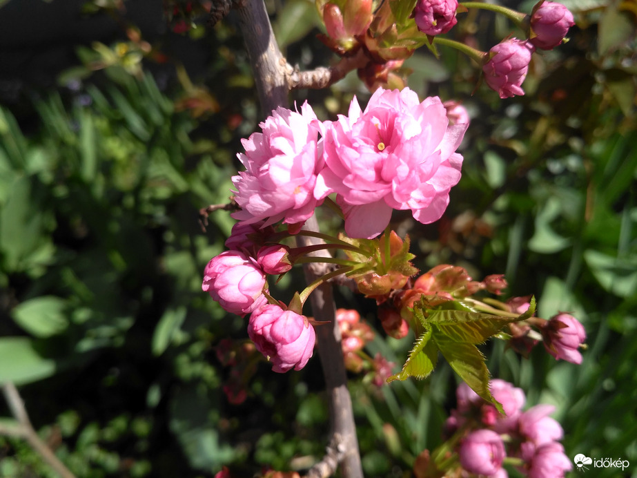 Japán díszcseresznye