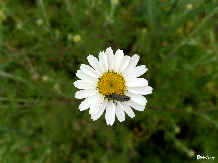 Margaréta