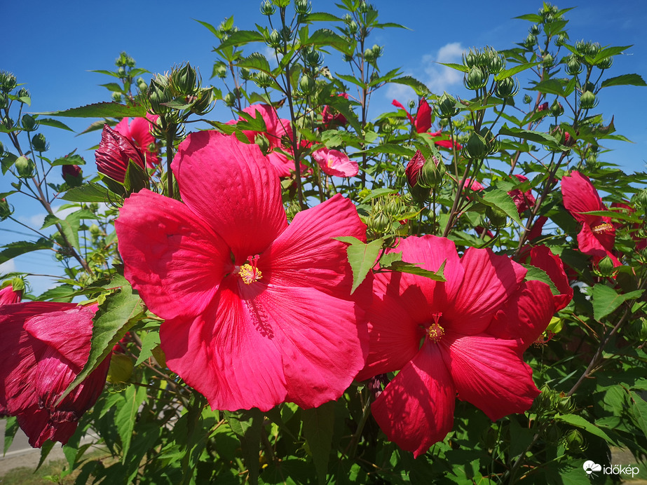 Óriás hibiszkusz 