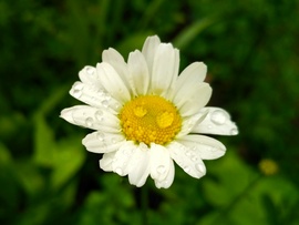 Margaréta 