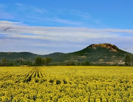 Napraforgókkal