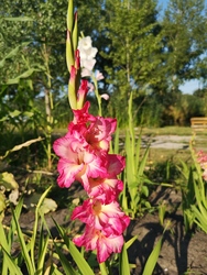 Kardvirág
