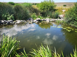 csneeva fotója