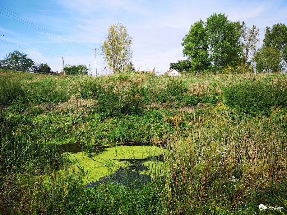 A békalencsés Tarna