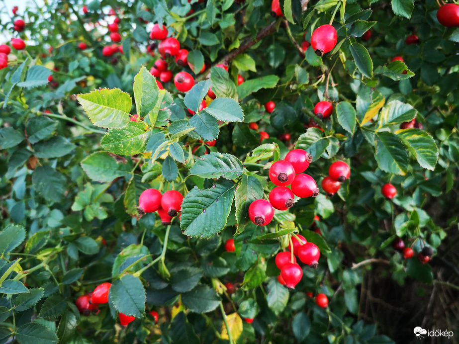 Csipkebogyók alkonyatkor