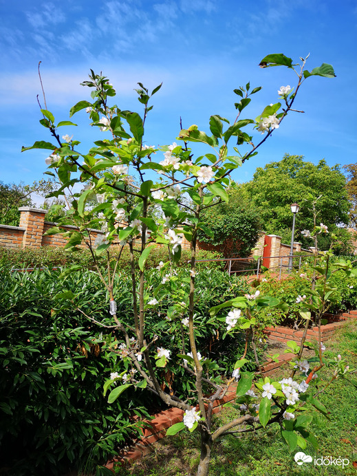 Virágzó almafa