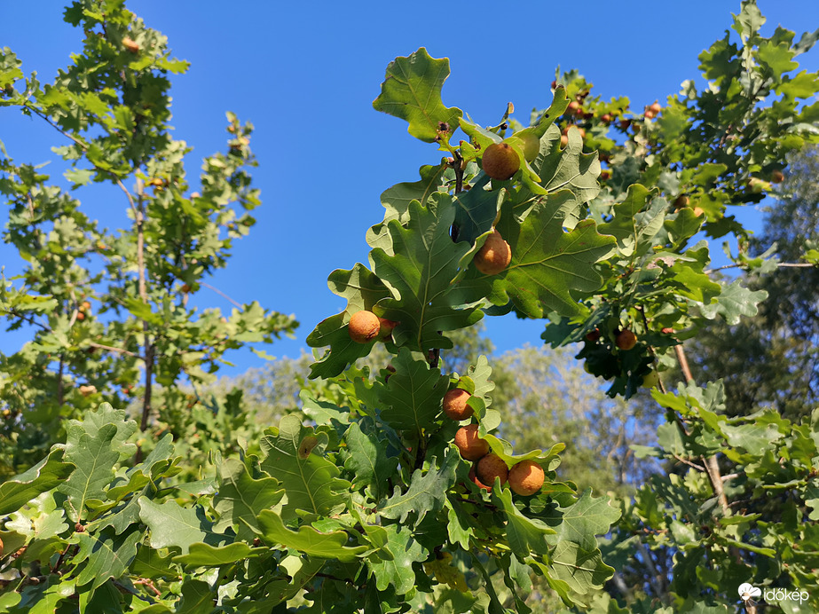 Gubacsok a tölgyfán