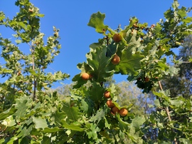 Gubacsok a tölgyfán