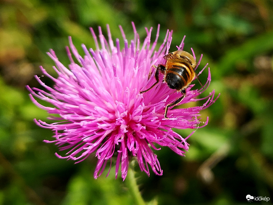 Egyre kevesebb a virágpor