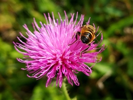 Egyre kevesebb a virágpor