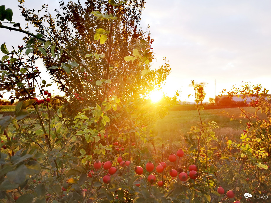 Csipkebogyók alkonyati fényben