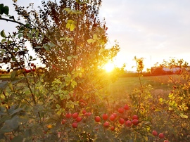 Csipkebogyók alkonyati fényben