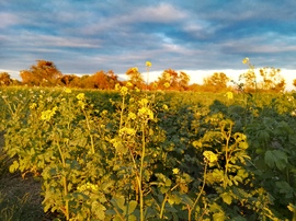 Virágzó fehér mustár tábla