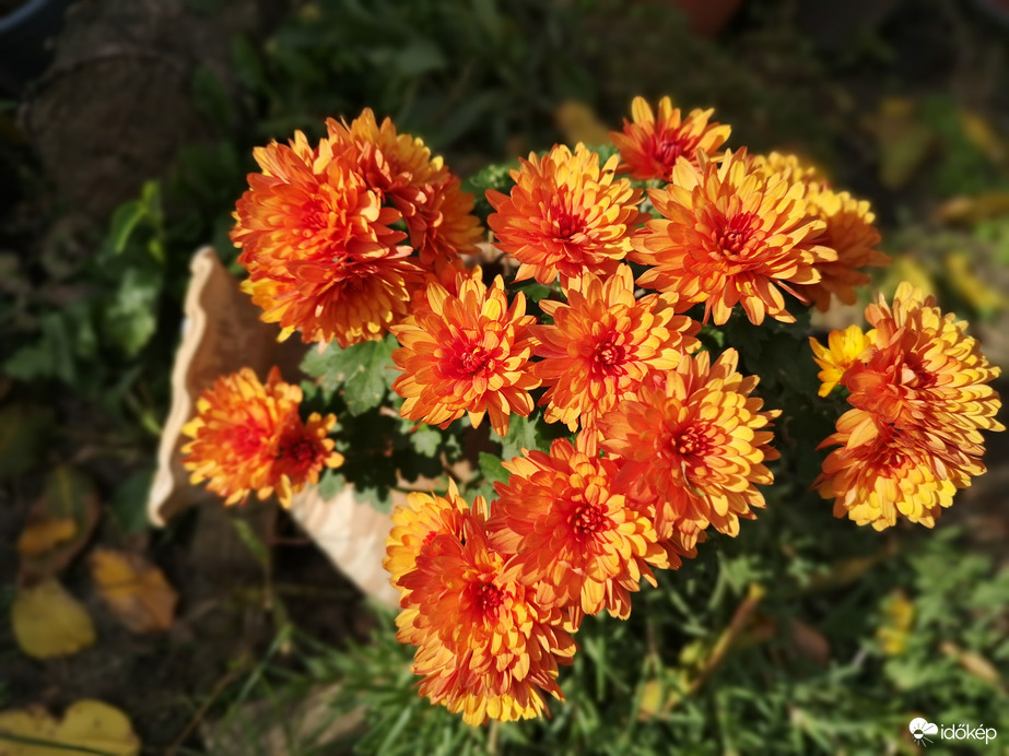 Krizantémok 
