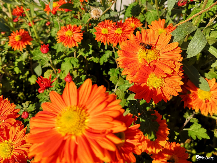 Nektárt gyűjtő méh