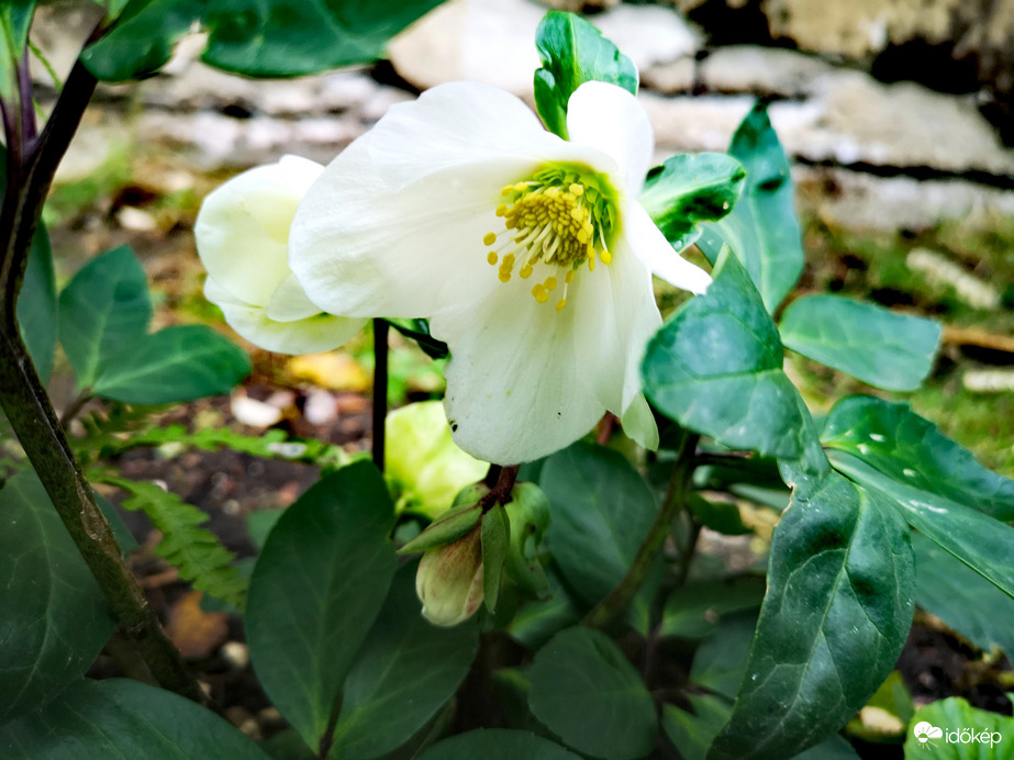 Fekete hunyor hófehér virága