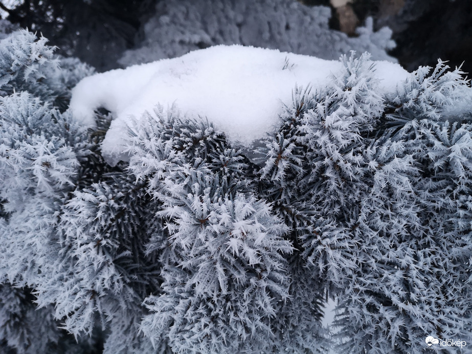 Dér borította ágak