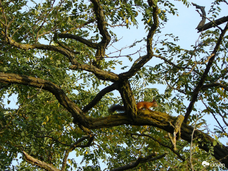 Jó reggelt kívánok