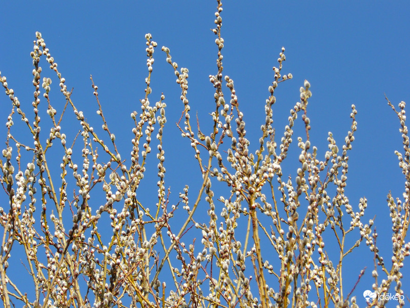 Barkák a  napsütésben