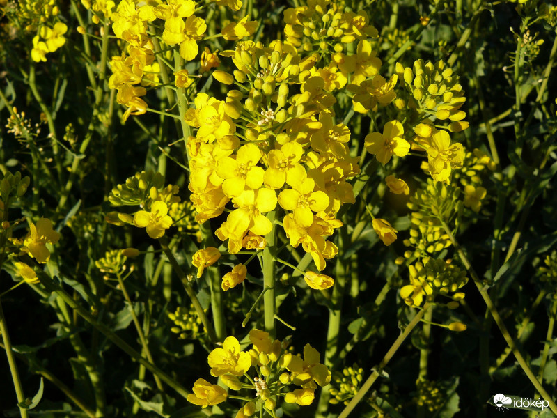 Virágzik a repce