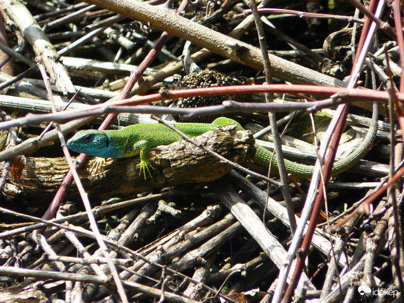 "Körömlakkozás után"