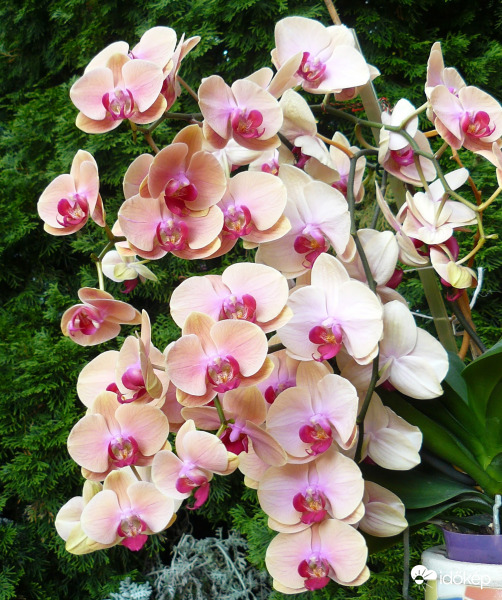 Kánikulai virágözön