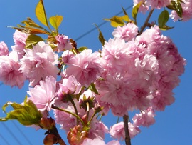 Virágzó  japán díszcseresznye