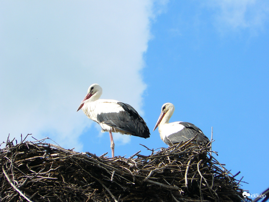 Megérkeztek a gólyák