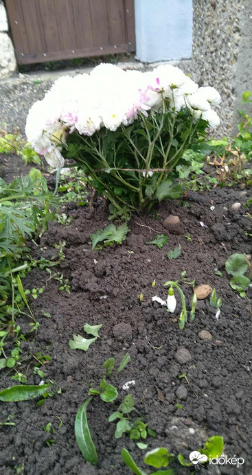 Krizantém és hóvirág