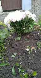 Krizantém és hóvirág