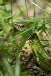 A figyelő